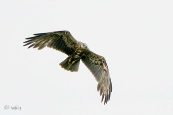 Eastern Marsh Harrier Unknown Spots Sat, 5/1/2021