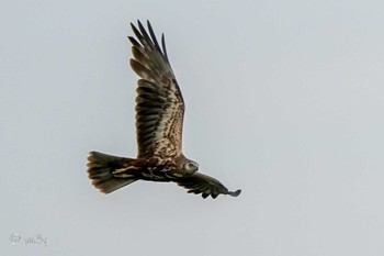 Eastern Marsh Harrier Unknown Spots Sat, 5/1/2021