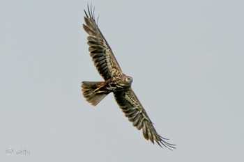 Eastern Marsh Harrier Unknown Spots Sat, 5/1/2021