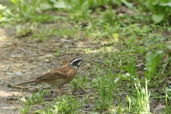 Tue, 5/18/2021 Birding report at 加木屋緑地