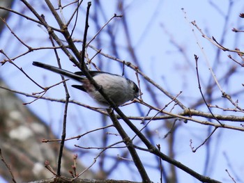 Long-tailed Tit 宮城県仙台市・台原森林公園 Sun, 3/5/2017