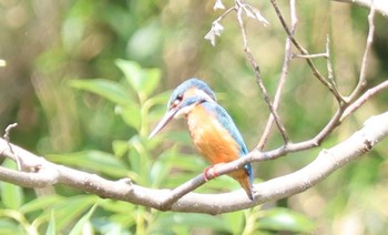 Common Kingfisher Maioka Park Sat, 5/15/2021