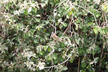 Black-faced Bunting Tobishima Island Tue, 5/11/2021