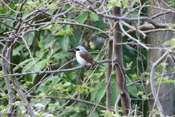 Tiger Shrike Tobishima Island Tue, 5/11/2021