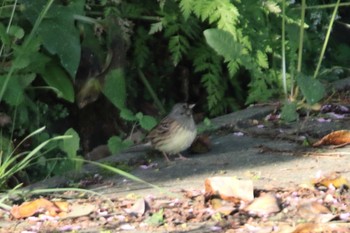 Black-faced Bunting Tobishima Island Wed, 5/12/2021