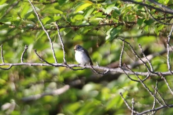 Asian Brown Flycatcher Tobishima Island Wed, 5/12/2021