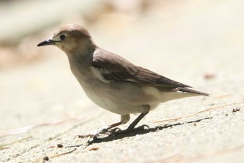 Chestnut-cheeked Starling 日和山公園(酒田市) Sun, 5/9/2021