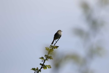 Japanese Bush Warbler Tobishima Island Tue, 5/11/2021