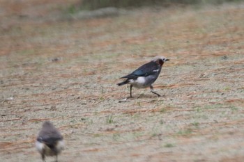 Chestnut-cheeked Starling 日和山公園(酒田市) Sun, 5/9/2021