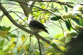 Chestnut-cheeked Starling 日和山公園(酒田市) Sun, 5/9/2021