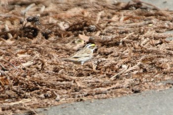 Yellow-browed Bunting Tobishima Island Wed, 5/12/2021