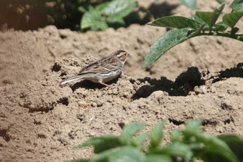 Chestnut-eared Bunting Tobishima Island Wed, 5/12/2021