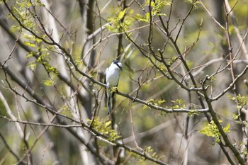 Ashy Minivet Tobishima Island Wed, 5/12/2021