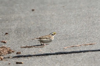 Yellow-browed Bunting Tobishima Island Wed, 5/12/2021