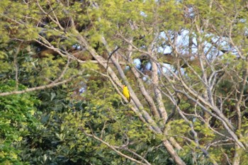 Black-naped Oriole Tobishima Island Thu, 5/13/2021