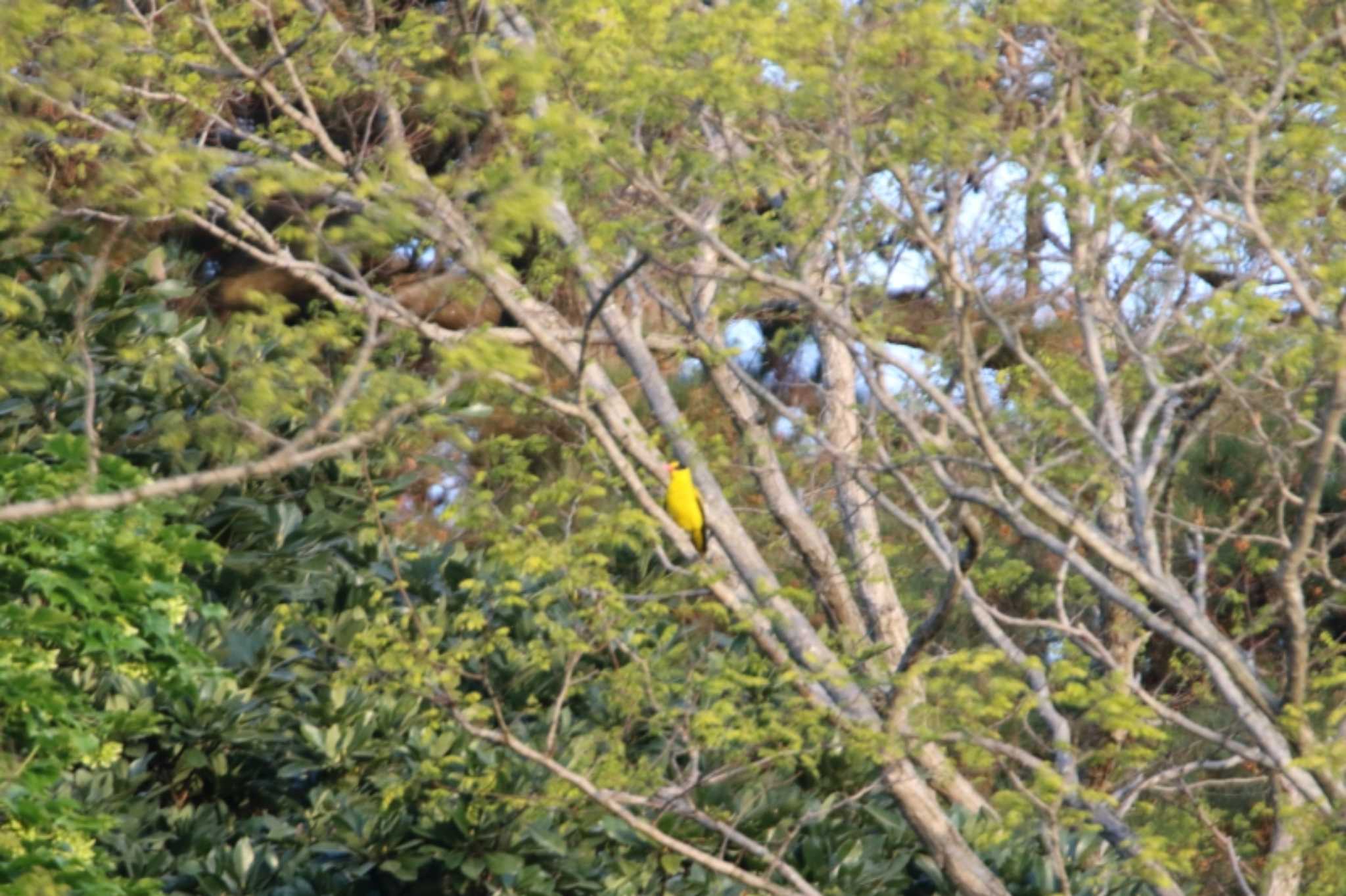 Photo of Black-naped Oriole at Tobishima Island by マイク