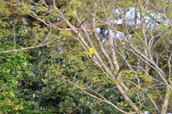 Black-naped Oriole Tobishima Island Thu, 5/13/2021