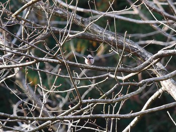 エナガ 宮城県仙台市・台原森林公園 2017年3月5日(日)