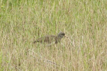 2021年5月18日(火) 愛知県知多市社山１丁目 34°59'46.7" 136°53'22.6"の野鳥観察記録