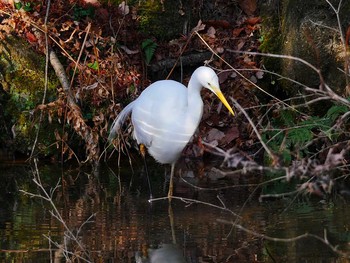 2017年3月5日(日) 宮城県仙台市・台原森林公園の野鳥観察記録