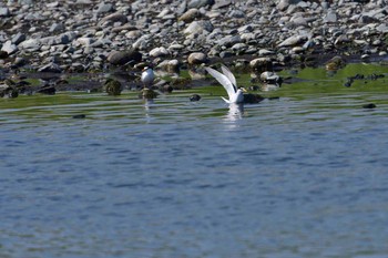 コアジサシ 酒匂川河口 2017年5月20日(土)