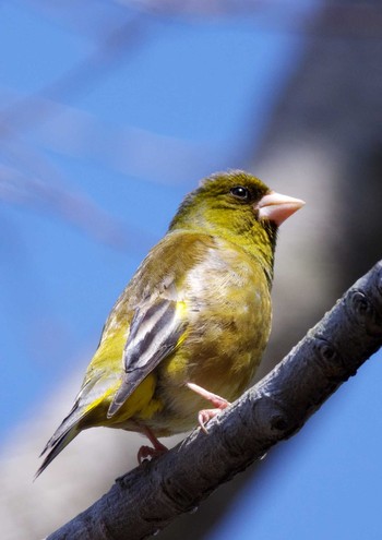 カワラヒワ 場所が不明 2021年3月23日(火)