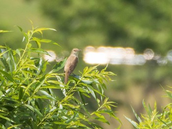 オオヨシキリ 千住桜木自然地 (東京都足立区) 2021年5月9日(日)