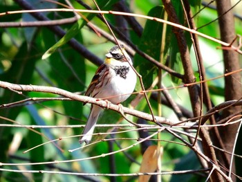 2017年3月4日(土) 宮城県仙台市・青葉山の野鳥観察記録