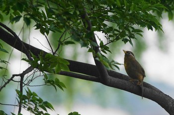 ガビチョウ 多摩川 2021年5月7日(金)