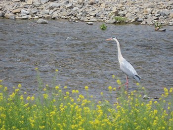 アオサギ 平山城址(平山城址公園) 2021年4月24日(土)