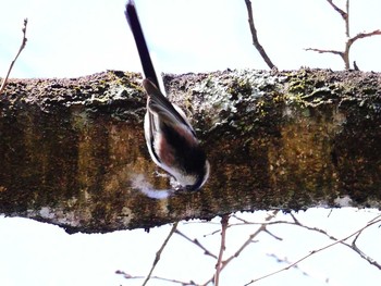 Long-tailed Tit 宮城県仙台市・青葉山 Sat, 3/4/2017