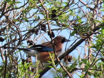 2021年4月7日(水) 大町公園(市川市)の野鳥観察記録