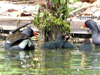 Common Moorhen Ukima Park Sat, 5/15/2021