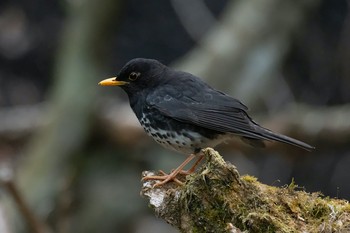 クロツグミ 場所が不明 2021年5月12日(水)