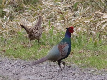 Green Pheasant 長野県長和町 Sat, 5/8/2021