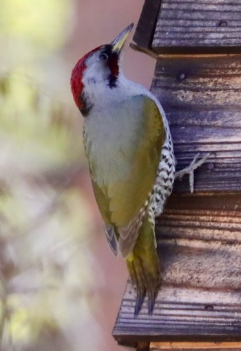 Japanese Green Woodpecker 長野県長和町 Mon, 5/10/2021