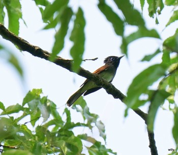 Black Paradise Flycatcher Akigase Park Fri, 5/14/2021