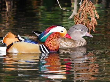 Mandarin Duck 宮城県仙台市・青葉山 Sat, 3/4/2017