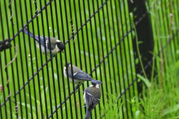 2021年5月19日(水) 長浜公園の野鳥観察記録