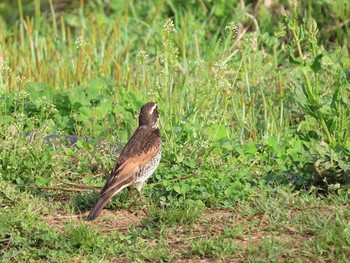 2021年4月3日(土) 横沢入の野鳥観察記録