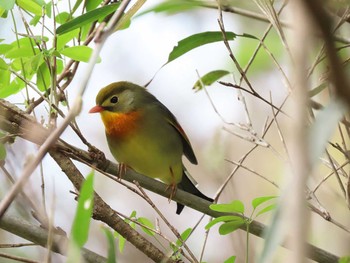 ソウシチョウ 横沢入 2021年4月3日(土)