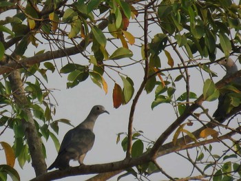 Mountain Imperial Pigeon Cat Tien National Park Unknown Date