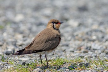 Oriental Pratincole 長崎県 長崎市 Wed, 4/15/2015