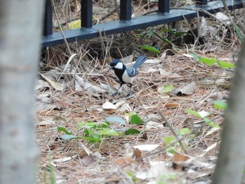 シジュウカラ 大磯城山公園 2021年5月19日(水)