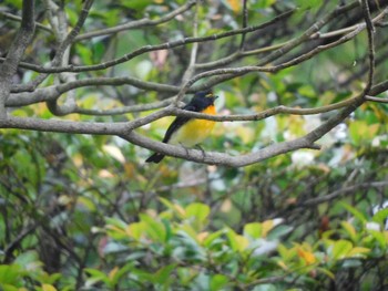 Narcissus Flycatcher 大磯城山公園 Wed, 5/19/2021