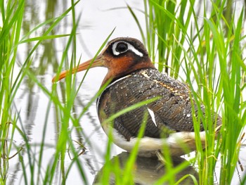 Greater Painted-snipe 徳島市川内町 Wed, 5/19/2021