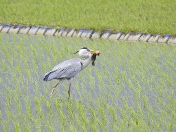 2021年5月15日(土) 西谷田川　上岩崎付近の野鳥観察記録