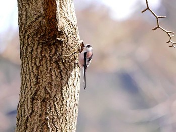 Long-tailed Tit 宮城県仙台市・青葉山 Sat, 3/4/2017