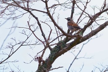 ツグミ 希望ヶ丘文化公園 2021年3月4日(木)