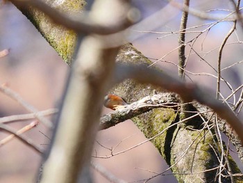 ヤマガラ 宮城県仙台市・青葉山 2017年3月4日(土)